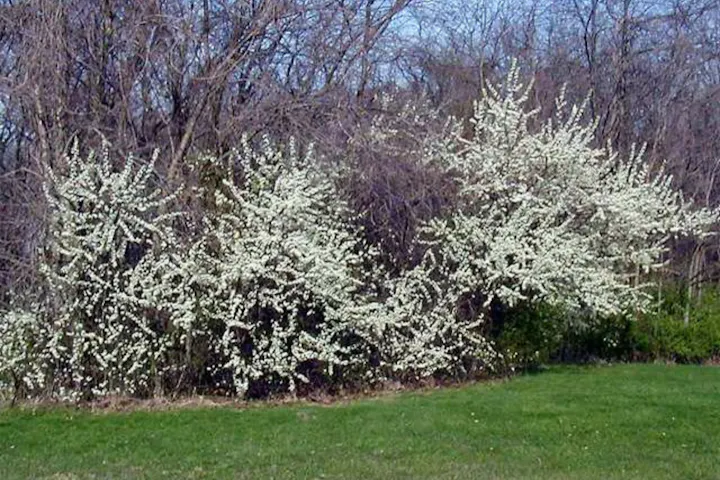 Dense thicket of blackthorn with white blossoms against bare trees and green grass.
