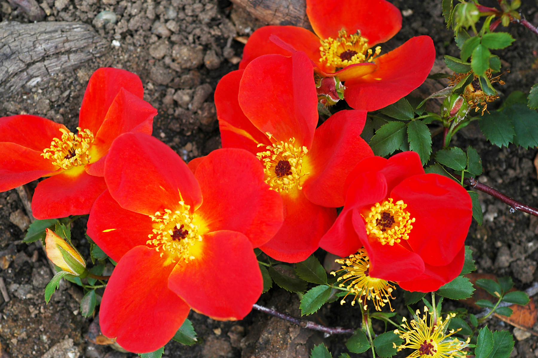Bright red flowers with yellow centers and green leaves on soil.