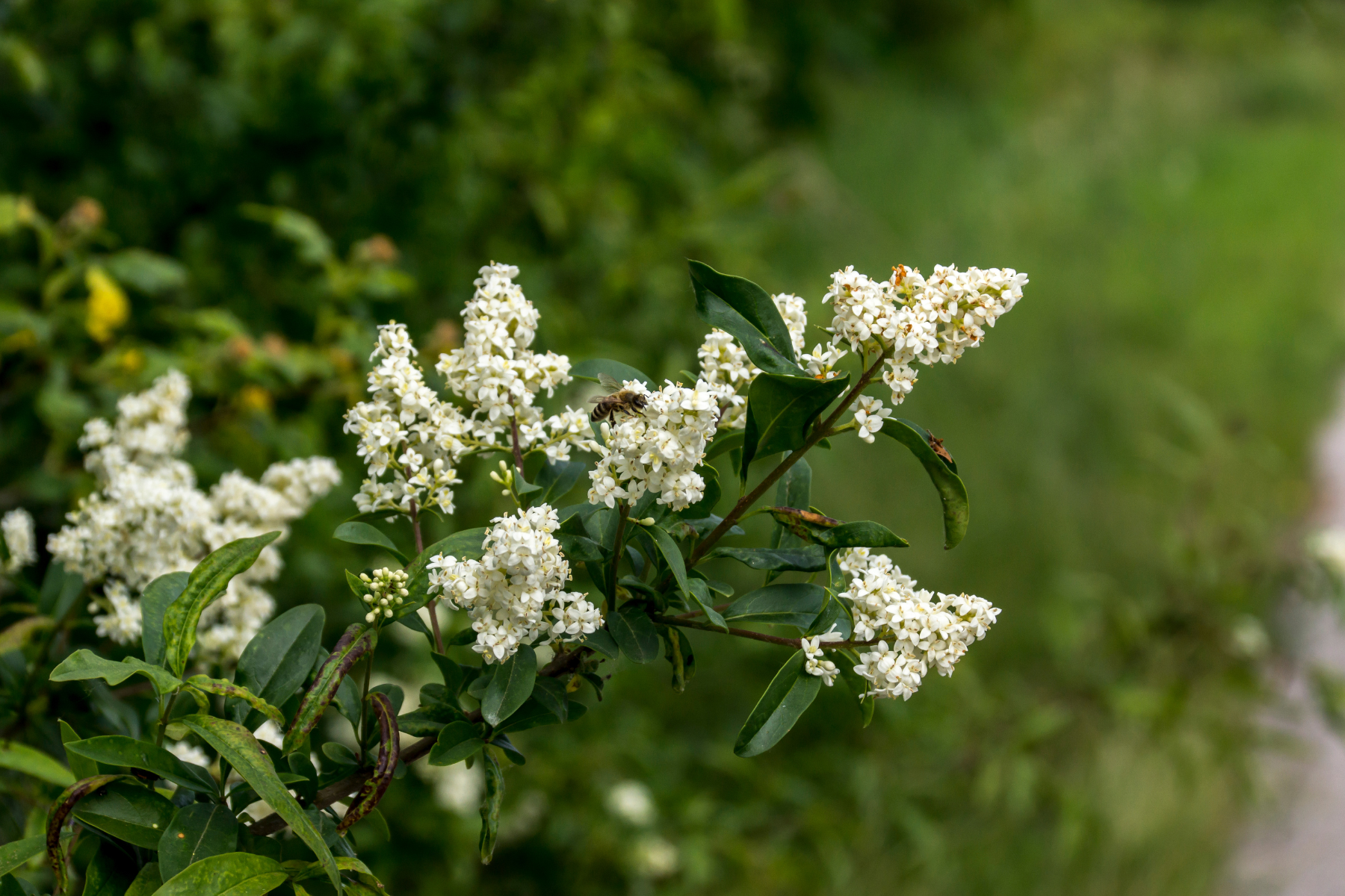 White flowers with green leaves and a bee in a garden setting.