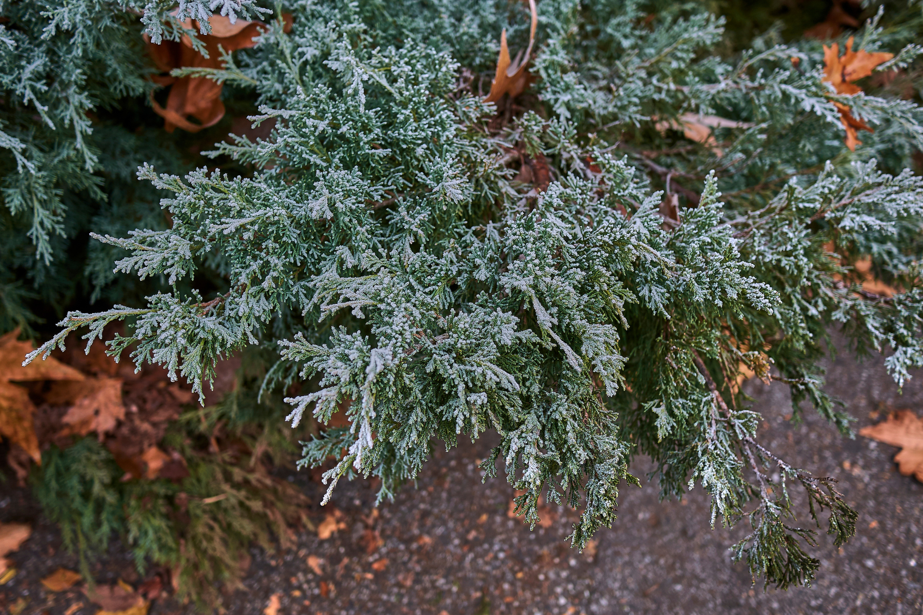 Frost-covered evergreen branches with scattered brown leaves on the ground.