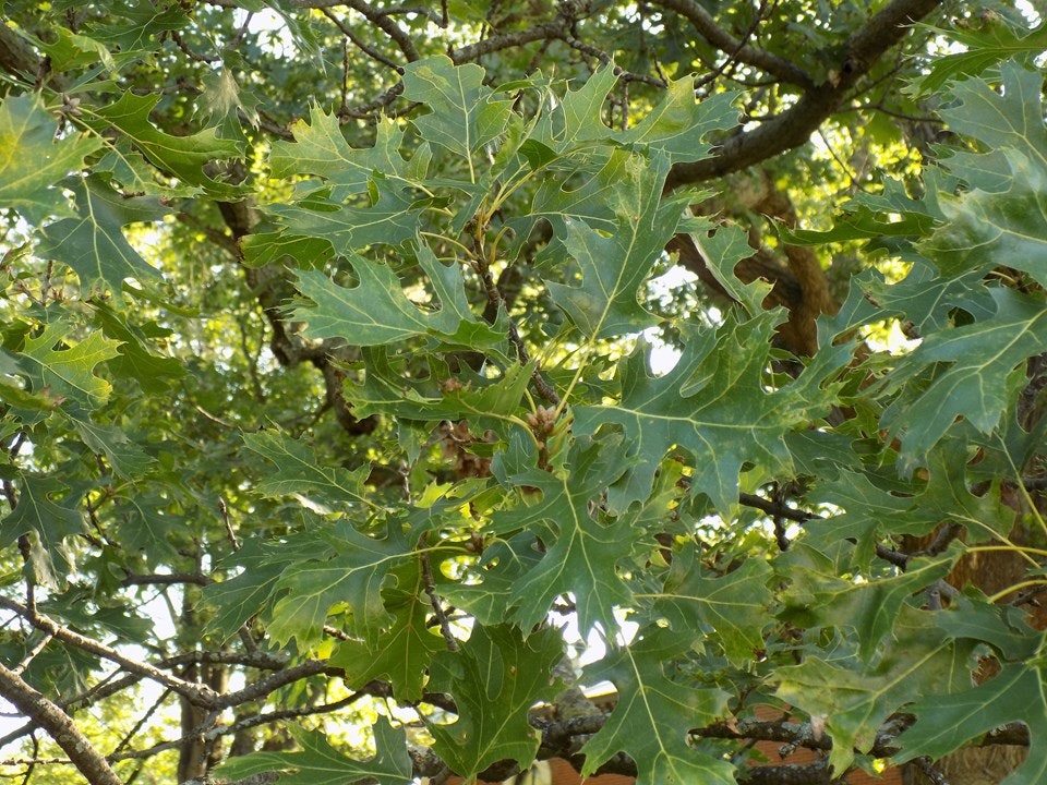 Oak tree leaves with jagged edges and branches in sunlight.