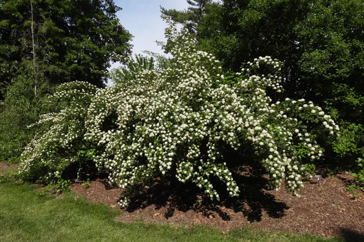 A large bush with numerous small white flowers in a garden setting.