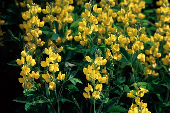 A dense cluster of yellow flowers with green leaves.