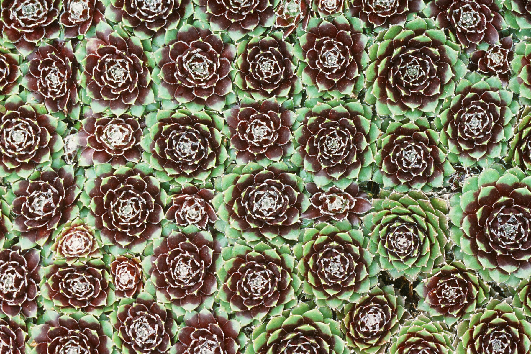Close-up of a grid of green and maroon succulent plants, arranged in a dense pattern.