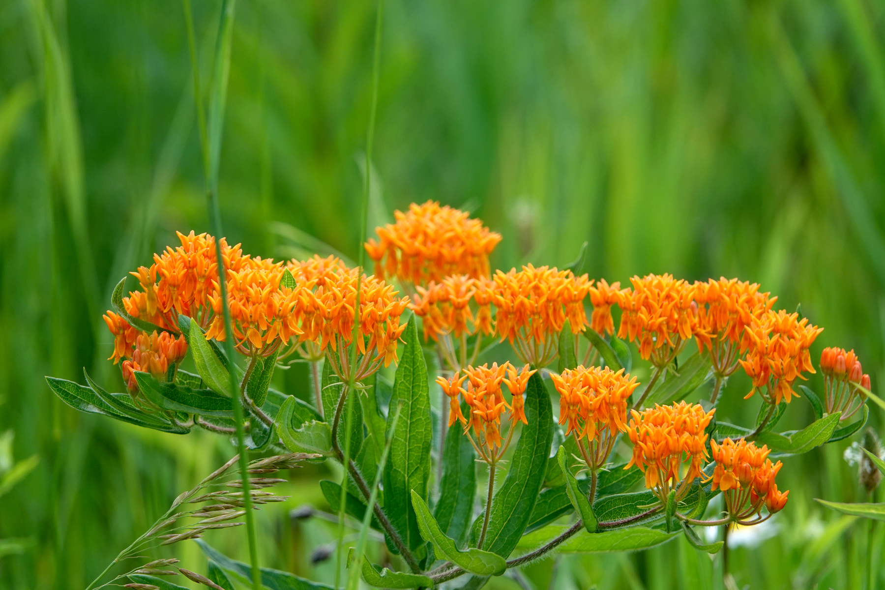Orange flowers with green leaves against a blurred green background.