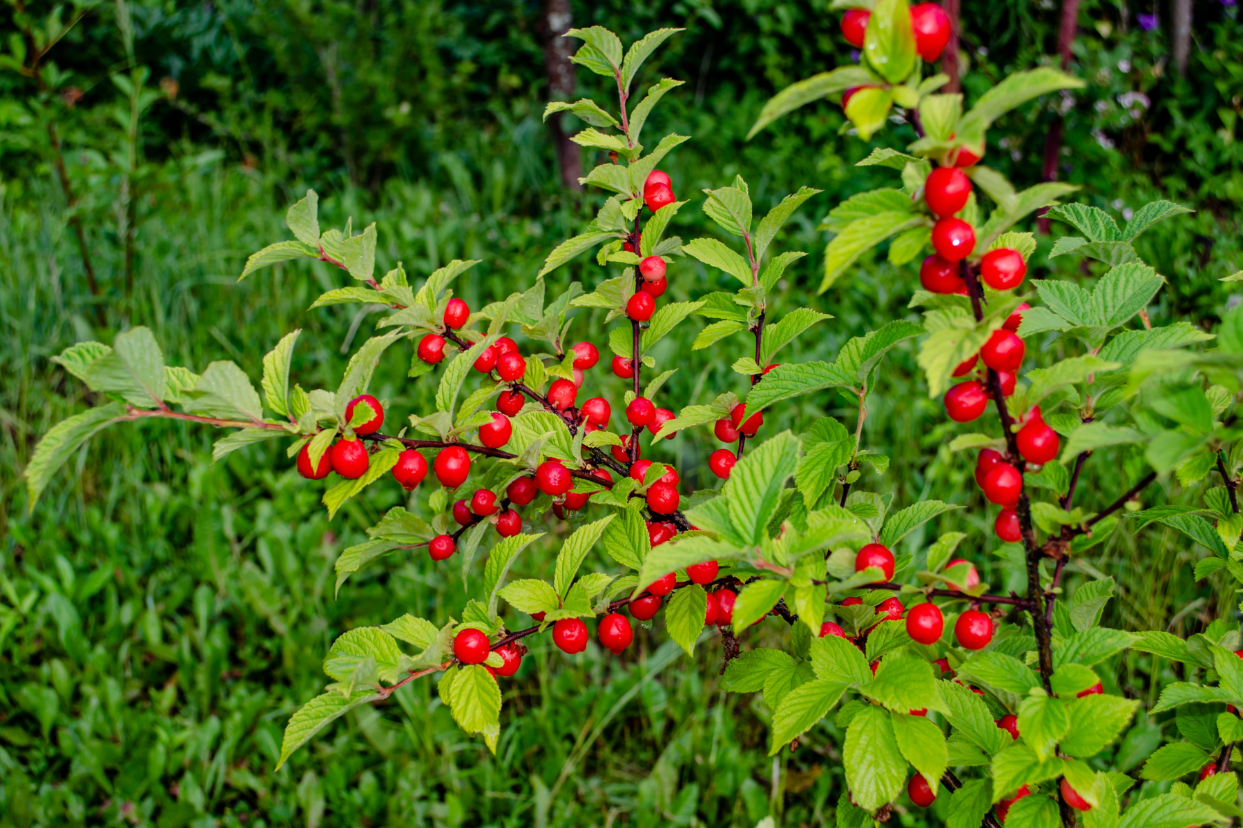 Bright red berries on a lush green leafy bush.