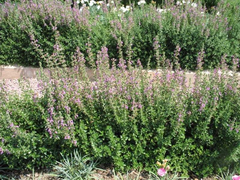 Dense green shrubs with purple flowers, bordered by a wooden path.