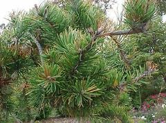 A close-up of a pine tree with dense green needles.