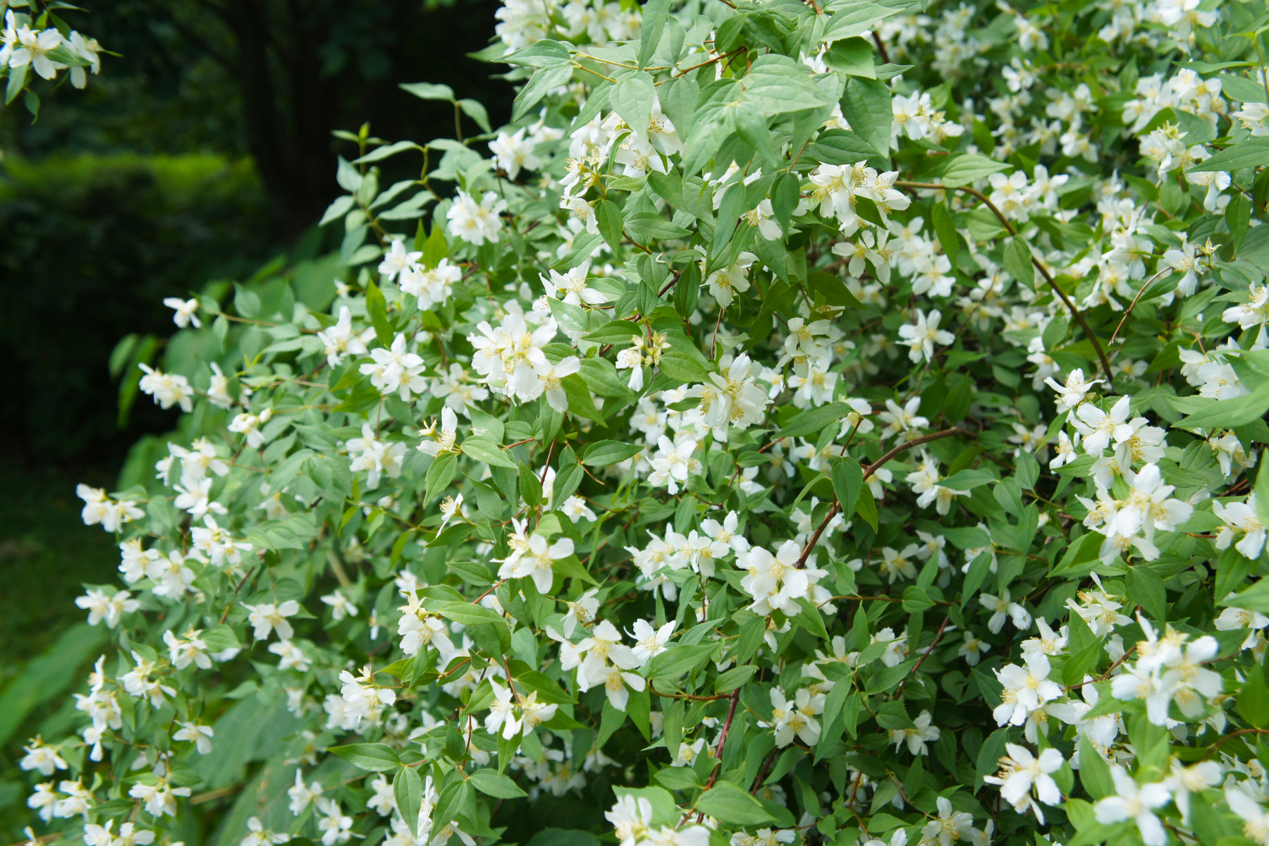 A bush with numerous white flowers and green leaves in a garden setting.
