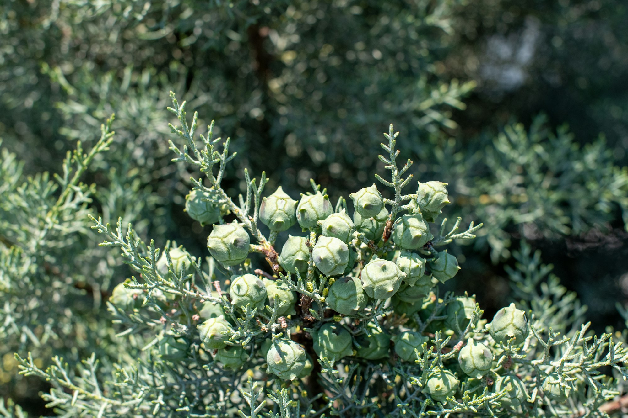 Tree branch with green cones surrounded by needle-like leaves in natural sunlight.