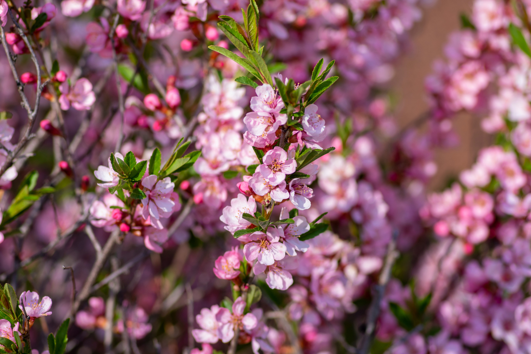 Pink cherry blossoms with green leaves in full bloom.