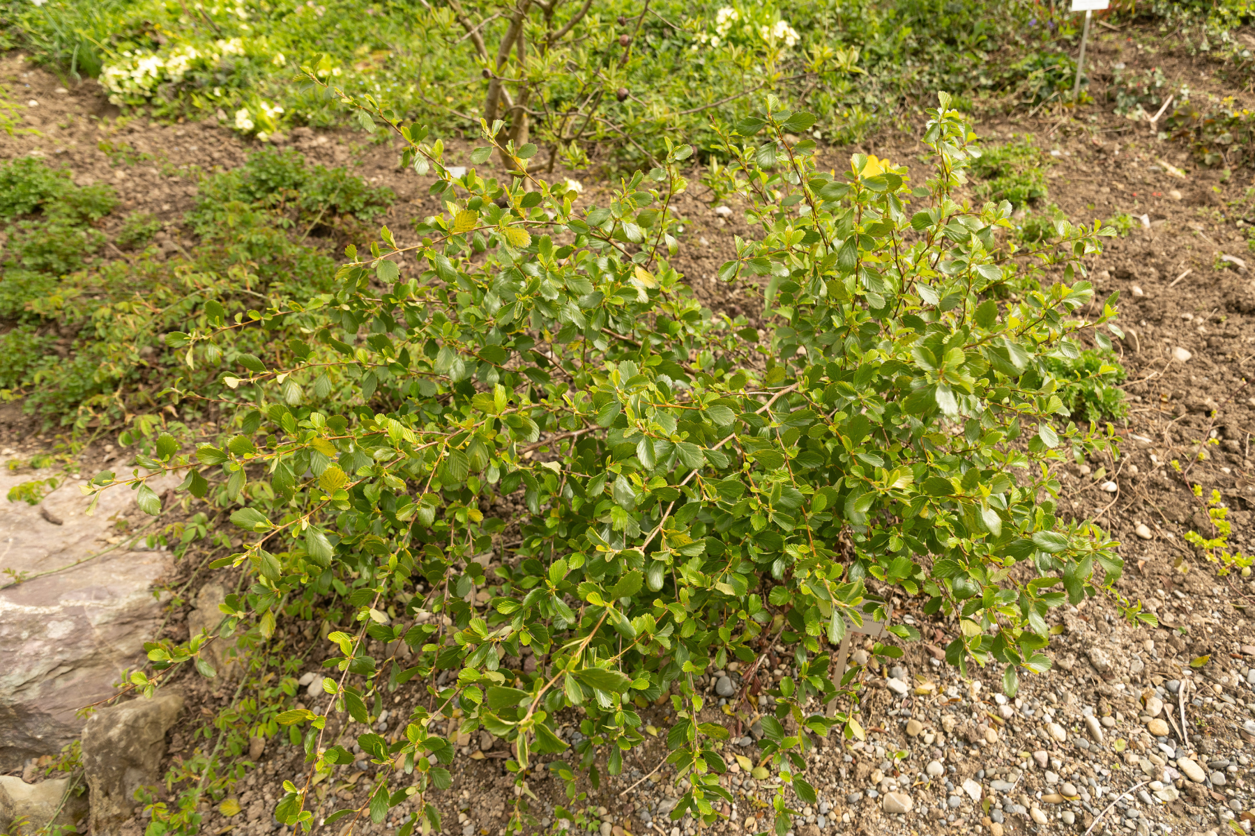 A small, dense shrub with glossy green leaves, growing in a garden area with soil and scattered rocks.