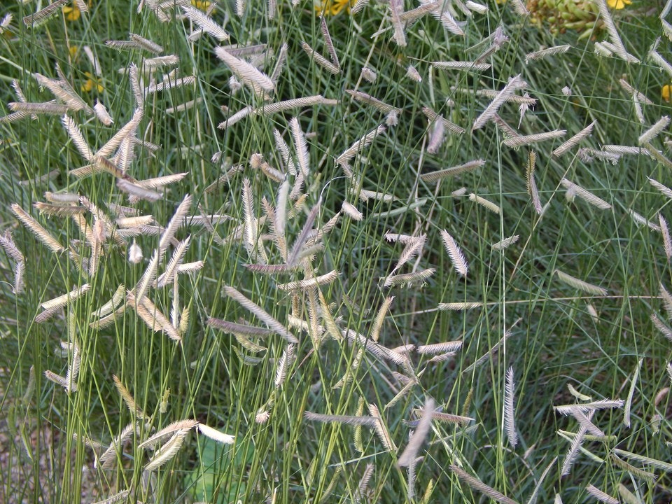 Tall, wispy grass with fluffy seed heads in a natural setting.