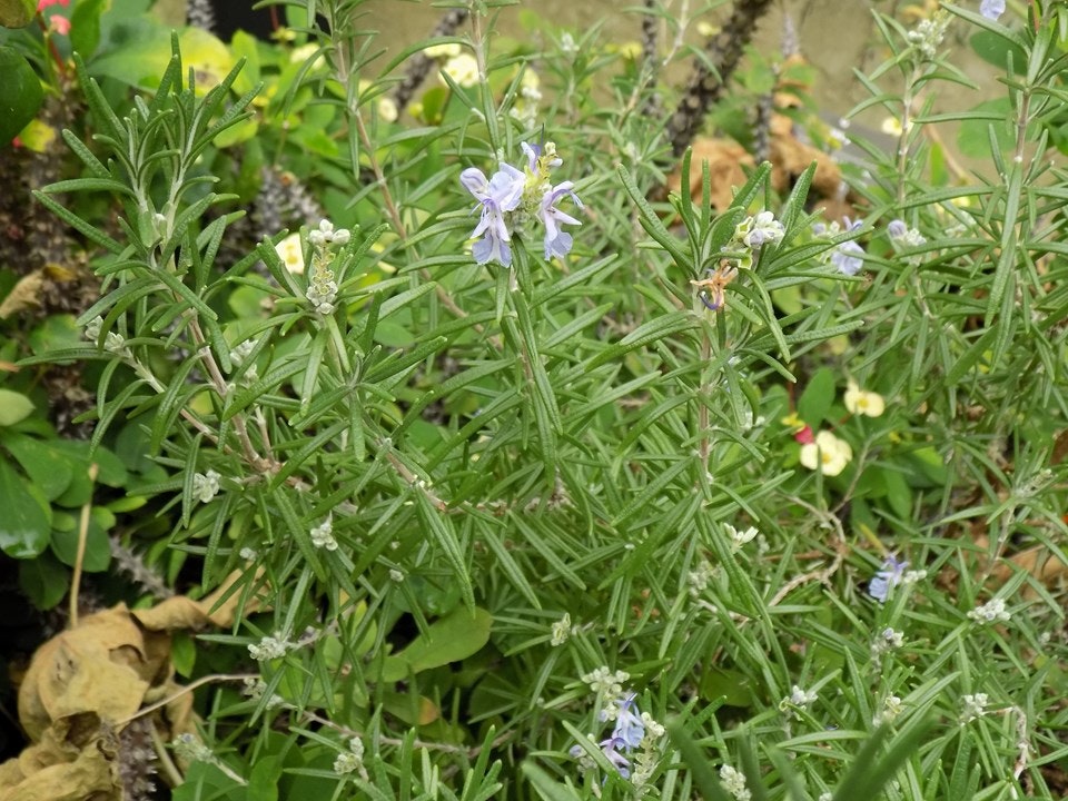 Rosemary plant with needle-like leaves and light purple flowers.