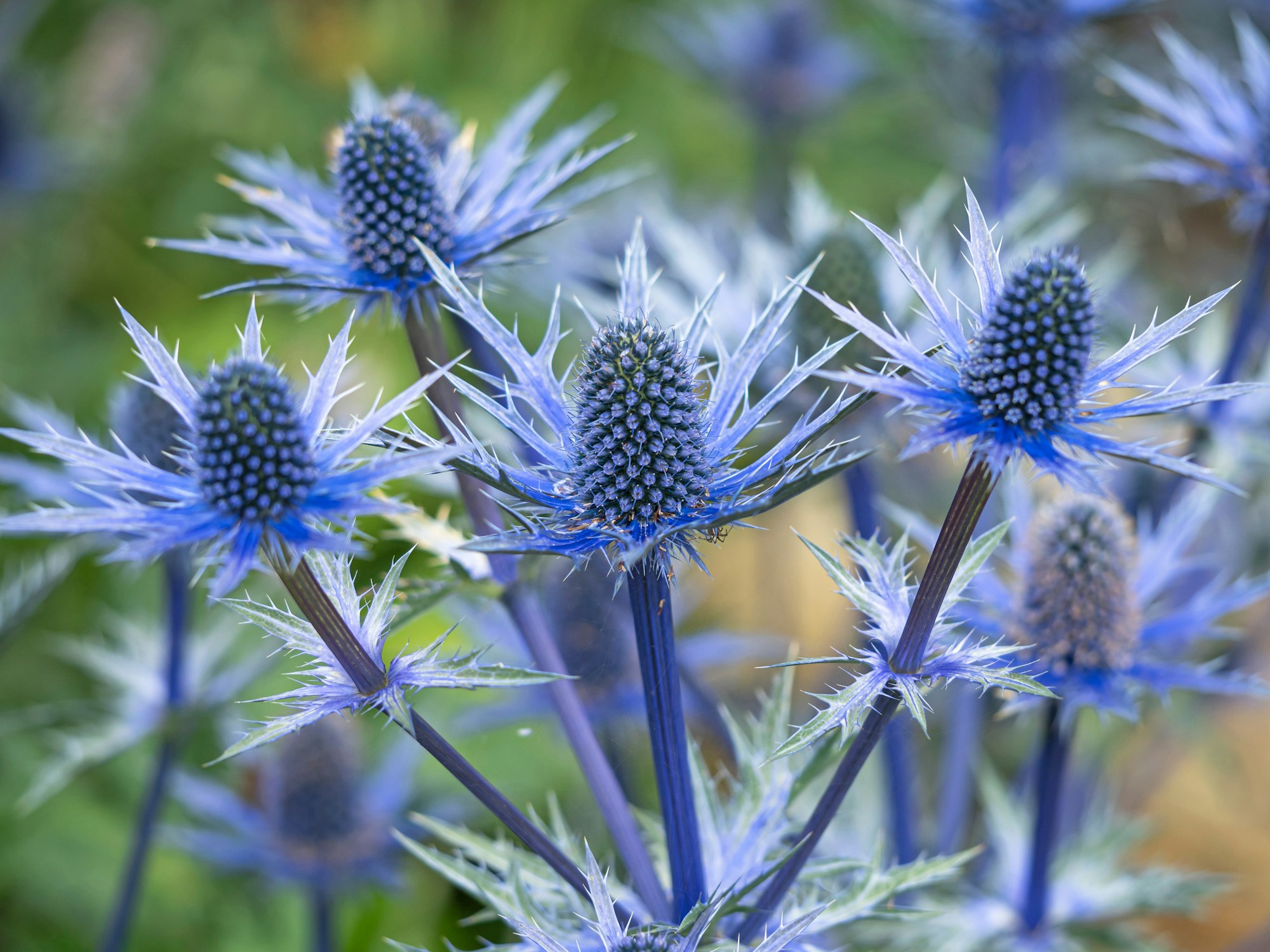 Spiky blue flowers with green stems and leaves, resembling thistles.