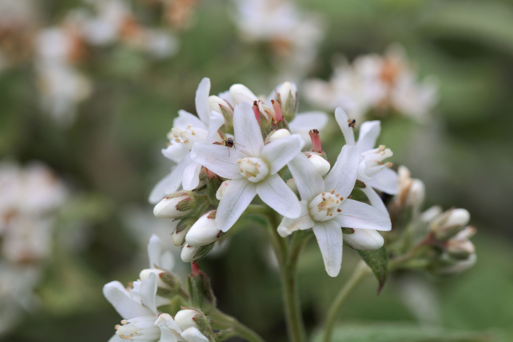 Close-up image of white flowers with green leaves in the background.