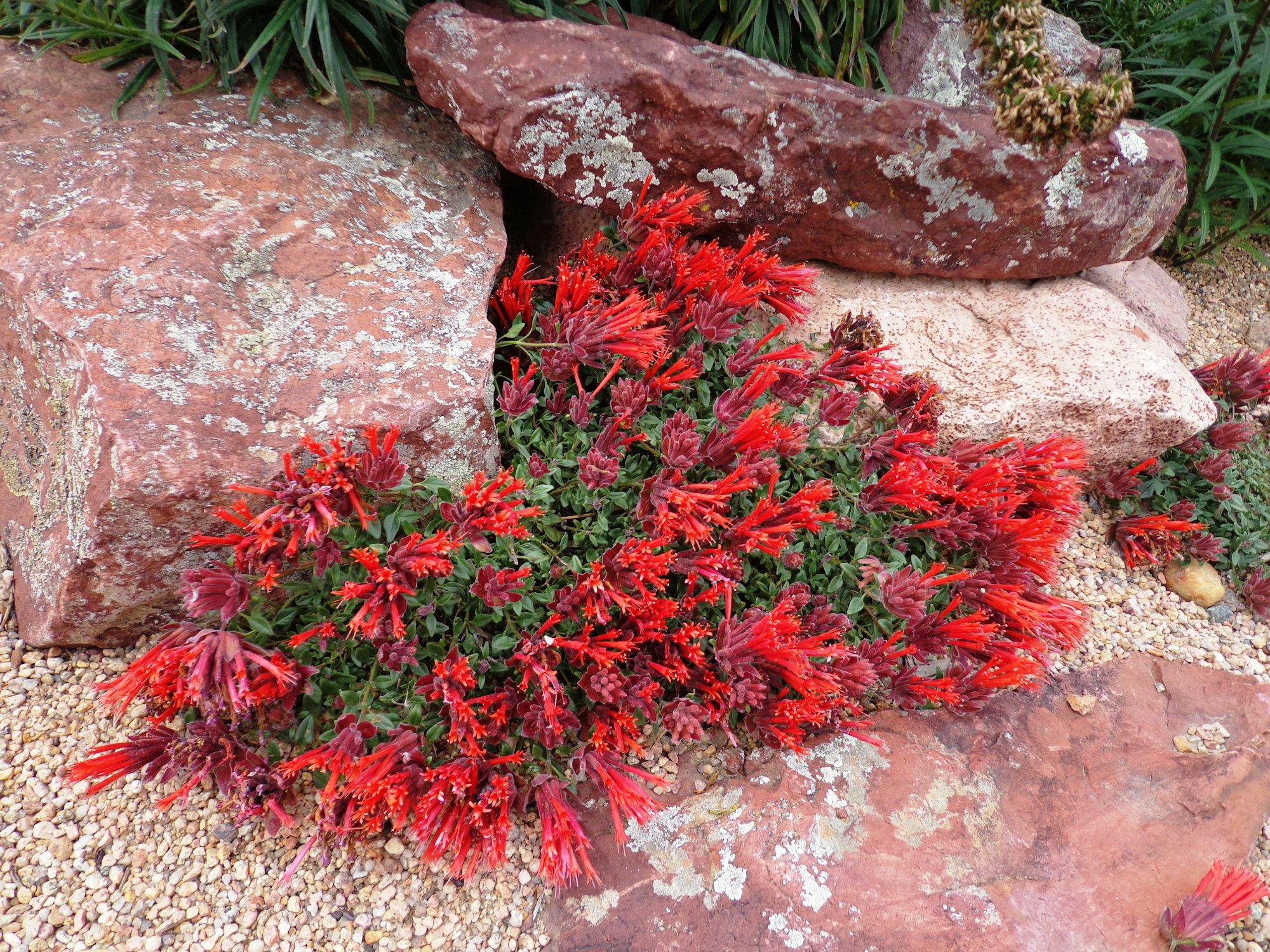 Red tubular flowers and green foliage surrounded by large reddish rocks and small gravel.