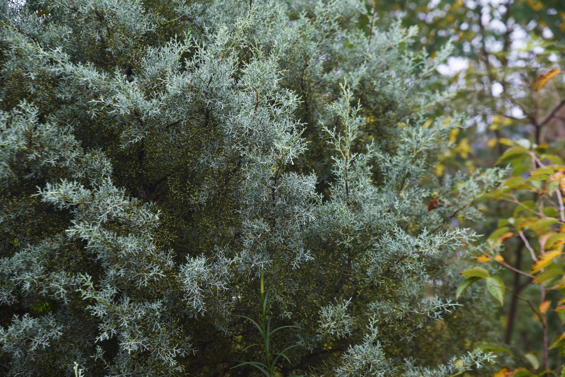 Dense, bushy green foliage with fine, needle-like leaves in a natural setting.