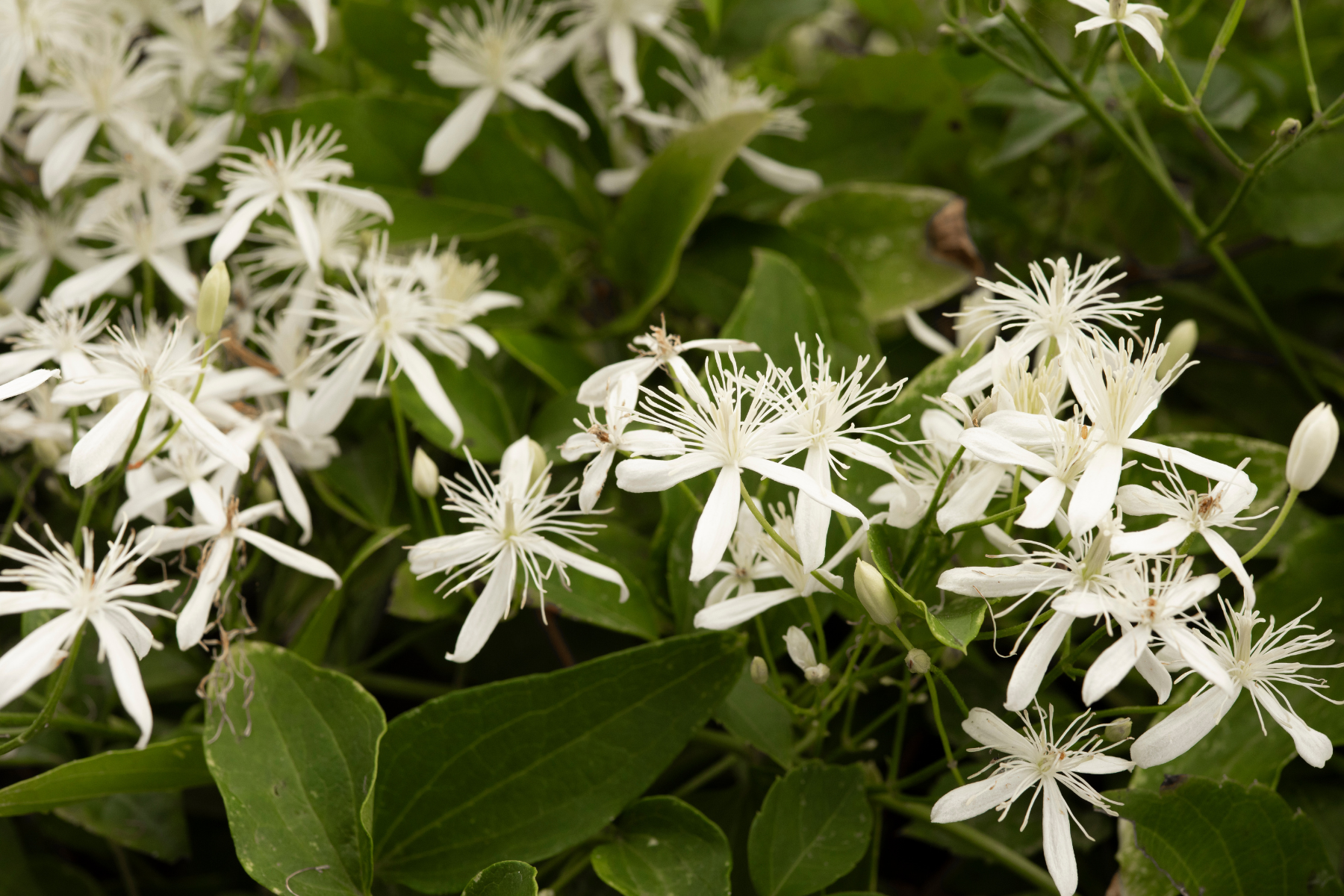 White flowers with slender petals and green leaves in the background.
