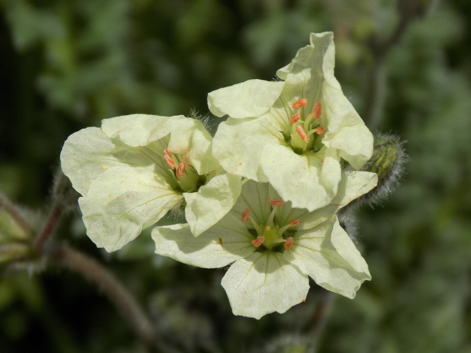 Two pale yellow flowers with orange stamens on a blurred green background.