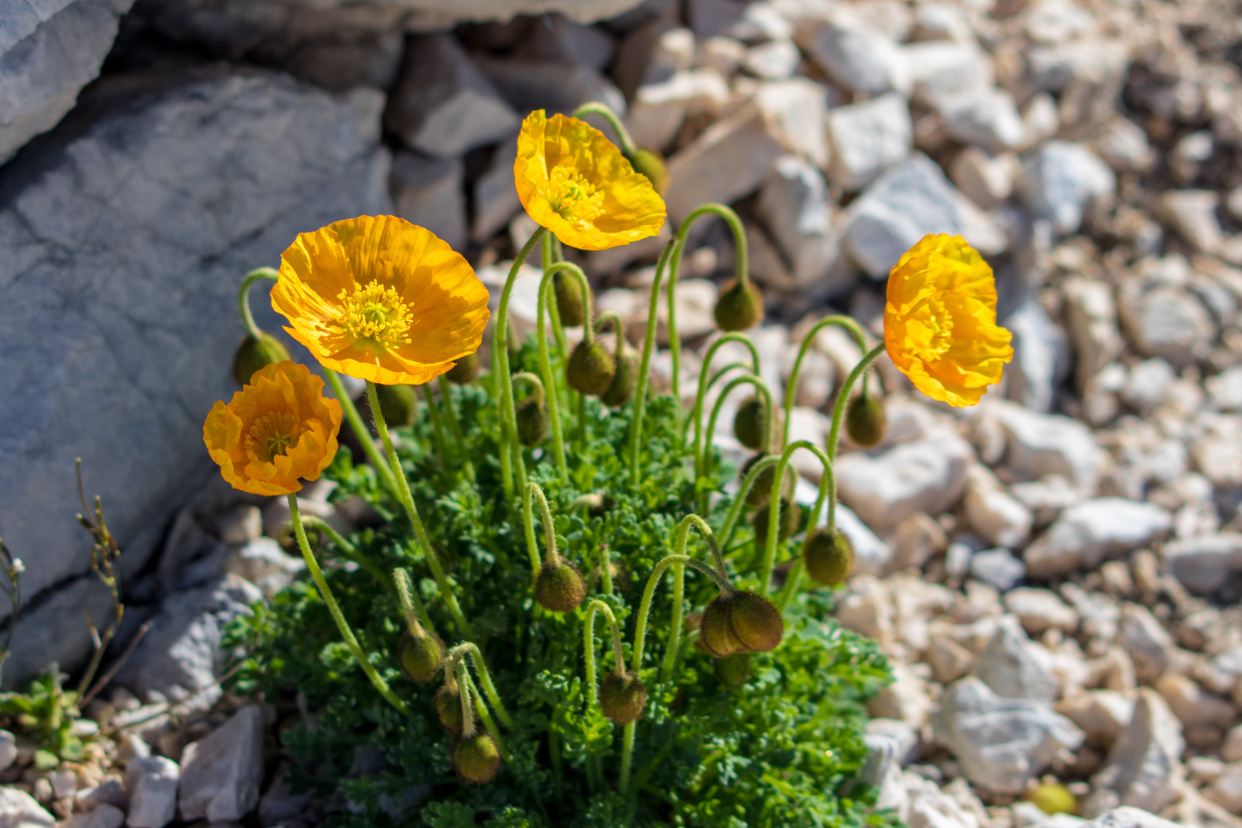 Yellow poppies with green leaves and buds, growing among rocks.