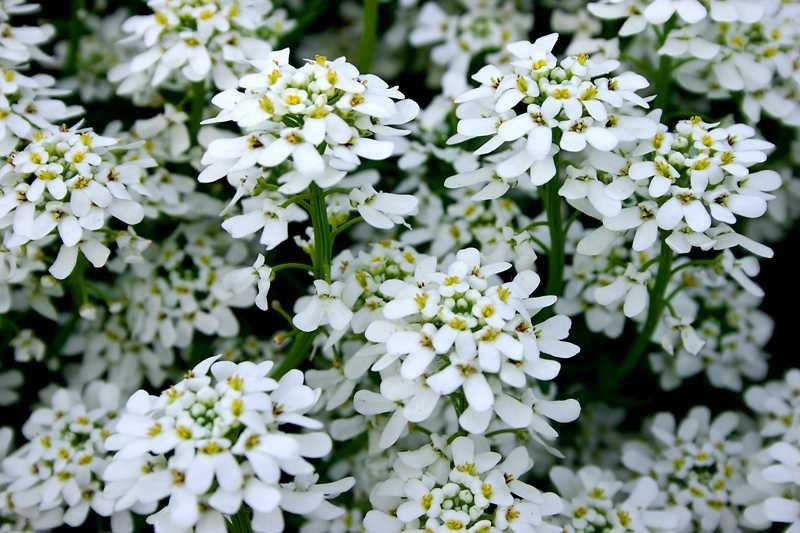 White clusters of flowers with small petals and green stems.
