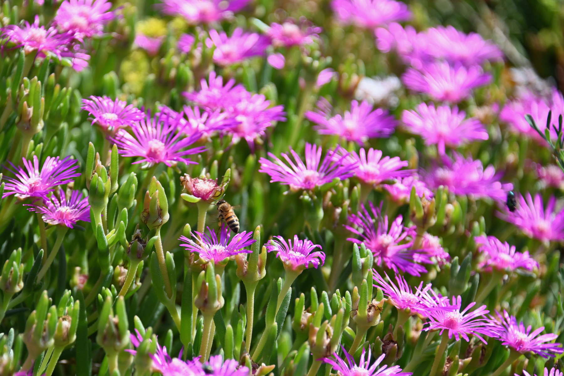 Bright pink flowers with a bee collecting nectar in a lush green garden.