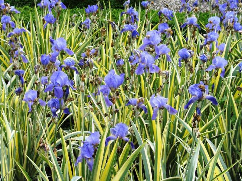 Purple irises with tall green and yellow leaves in a garden setting.