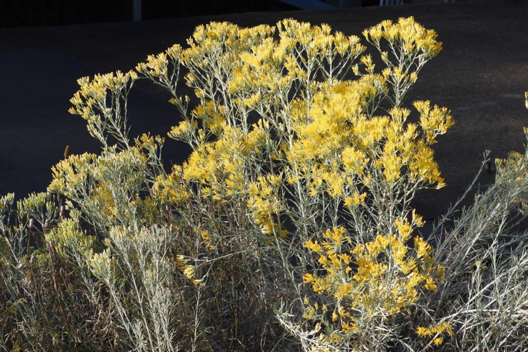 A bush with vibrant yellow flowers, set against a dark background.
