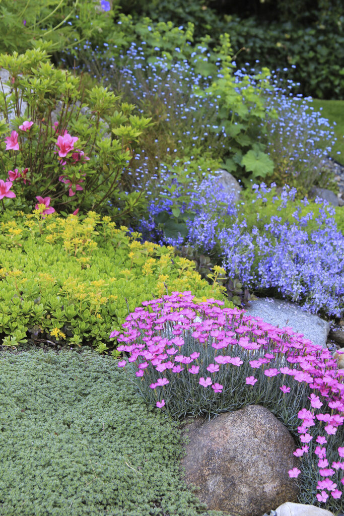 A colorful garden with pink flowers, blue blooms, green shrubs, and a stone.