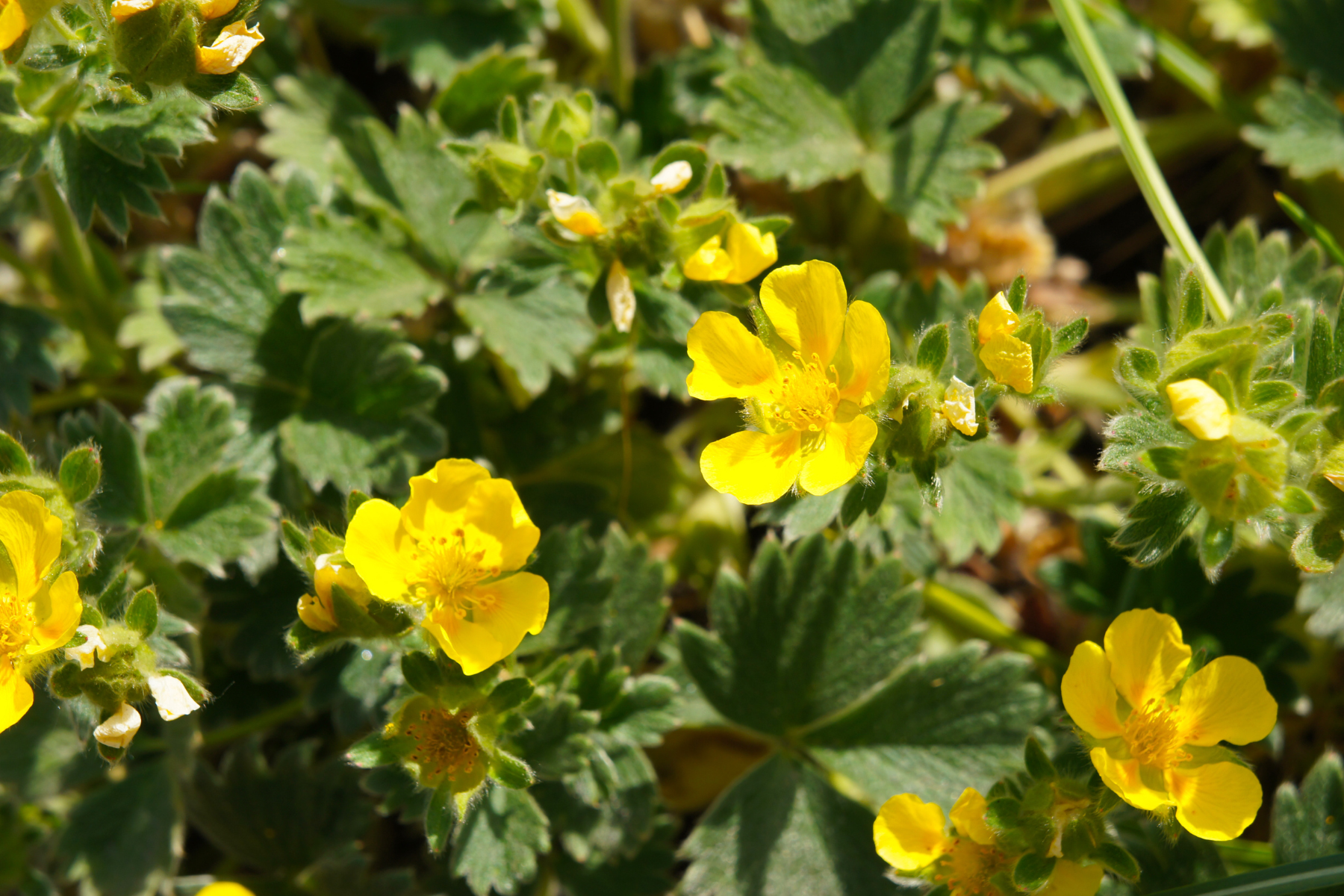 Bright yellow flowers with green leaves.