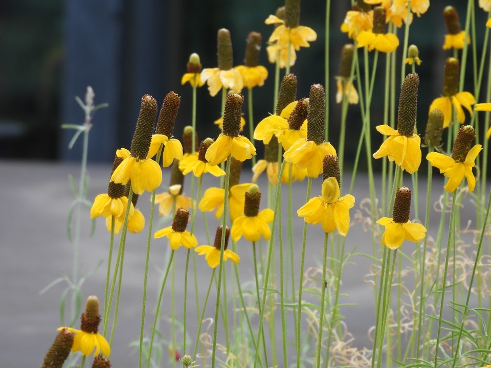 Tall yellow wildflowers with cone-shaped centers on slender green stems.
