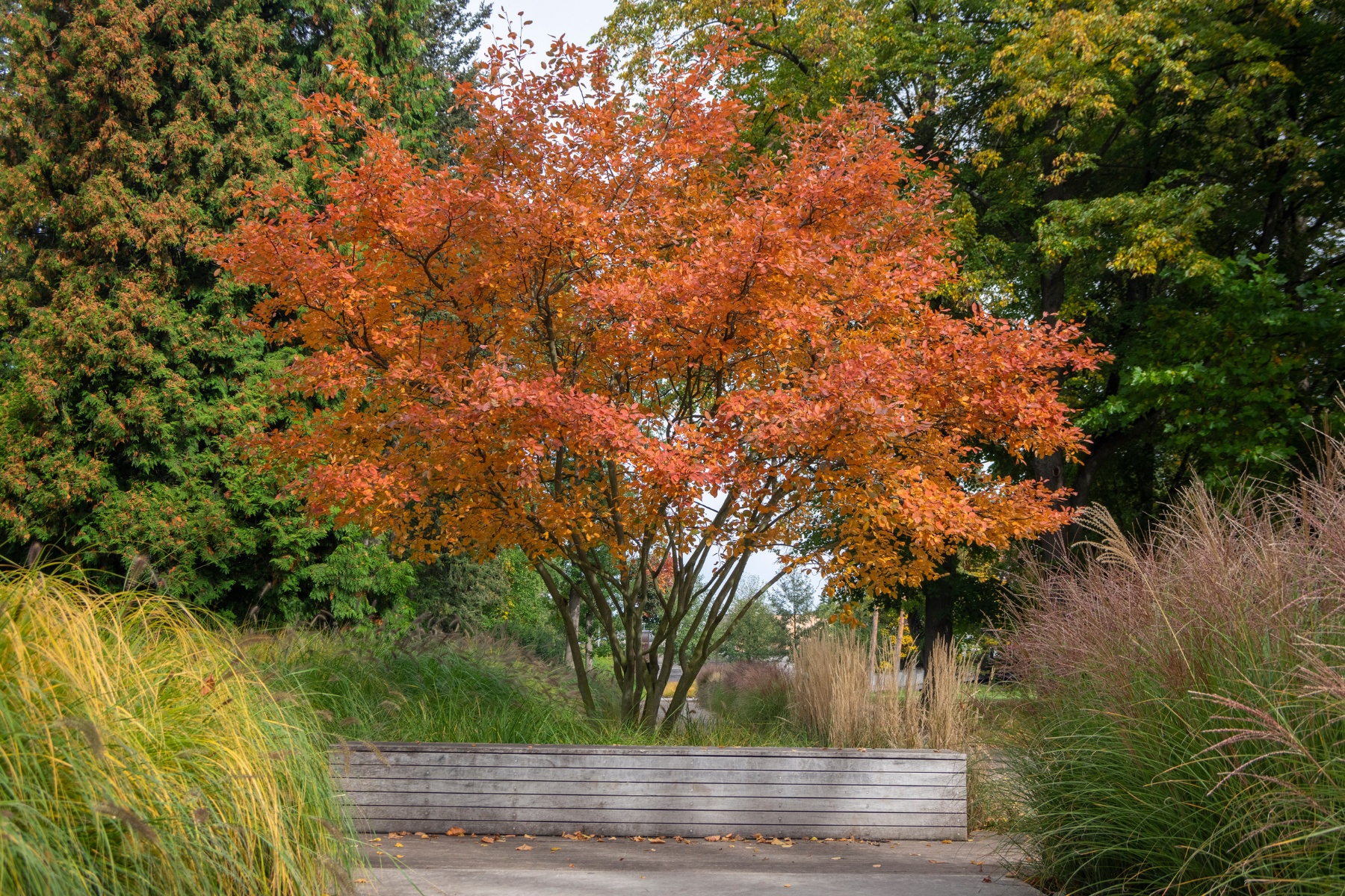 A tree with vibrant orange leaves surrounded by greenery in a park.