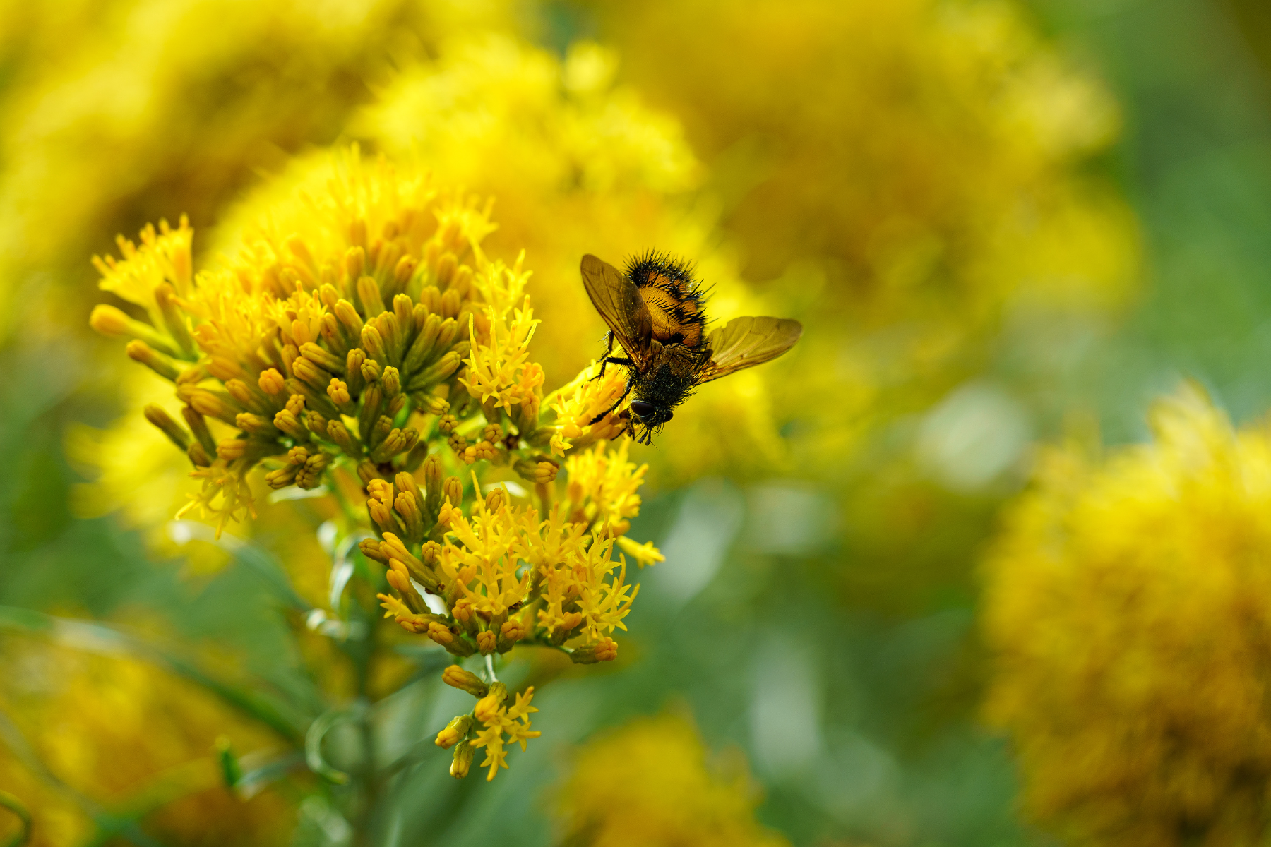 A bee on bright yellow flowers against a blurred green background.