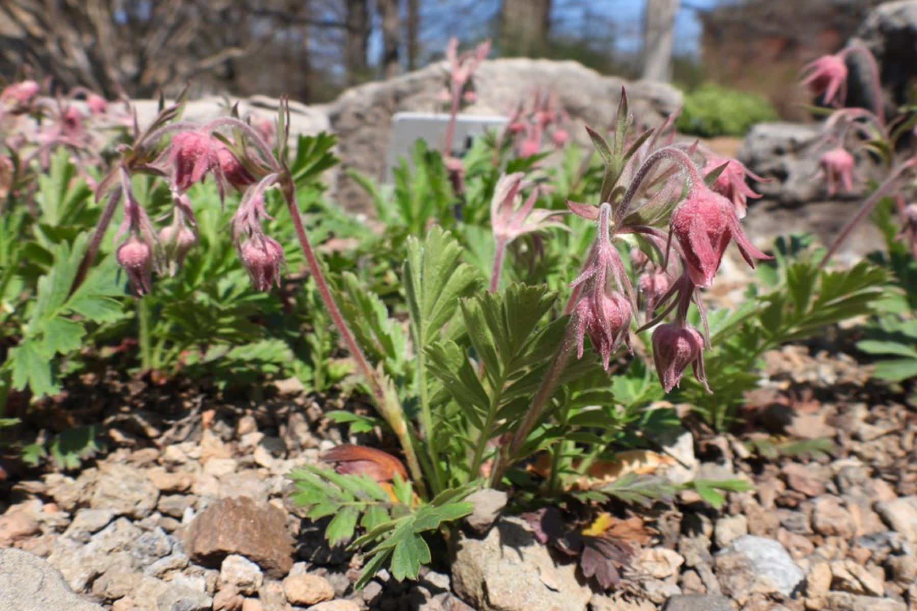 Pink wildflowers with fuzzy petals growing in rocky soil.