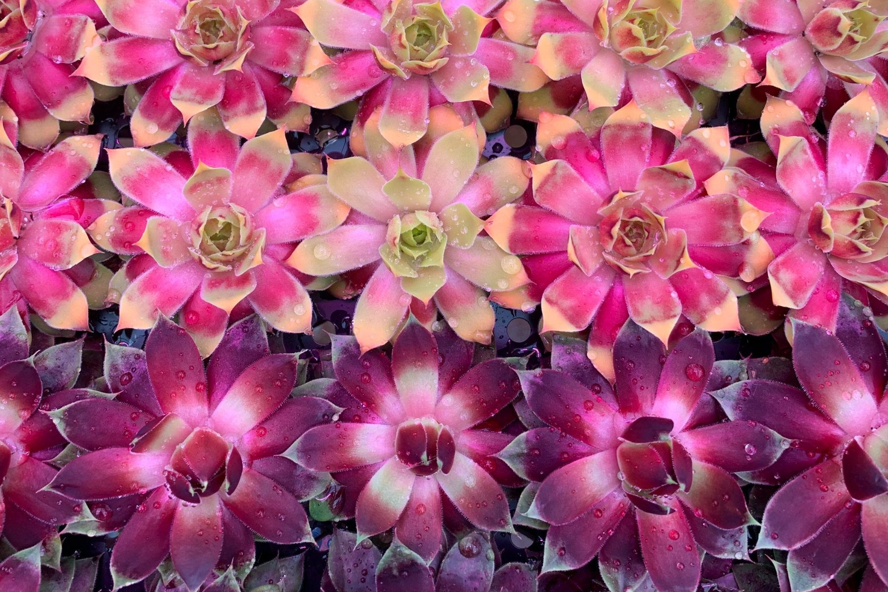 Colorful succulents with pink and green petals, covered in water droplets.