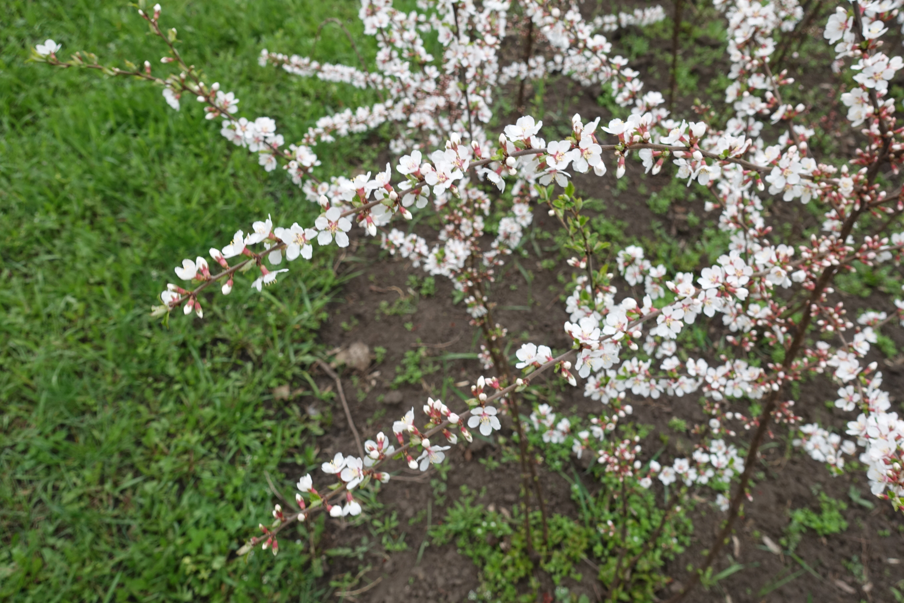 White blossoms on slender branches with green grass and soil in the background.