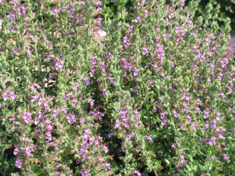 Dense green foliage with small purple flowers.