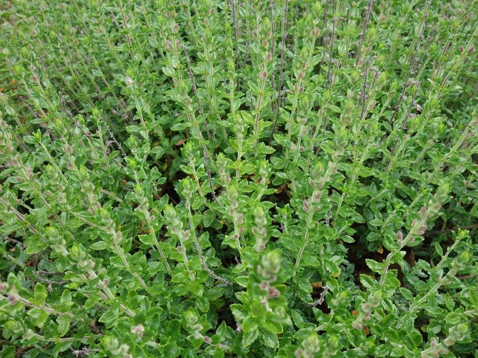 A dense cluster of green herbaceous plants with upright stems and small leaves.