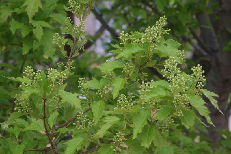 Green maple leaves with small yellow blooms.