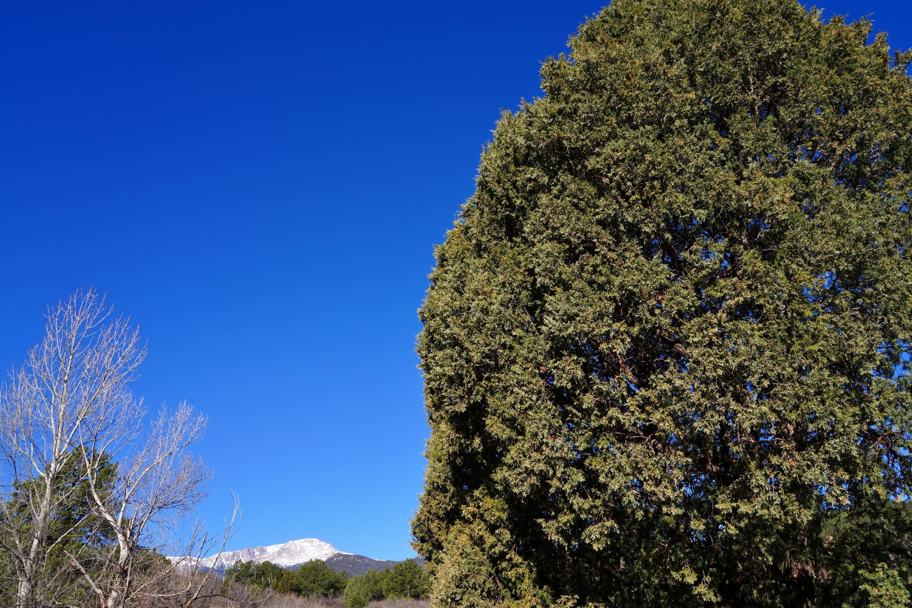 Blue sky, large evergreen tree, bare tree branches, distant snow-capped mountains.