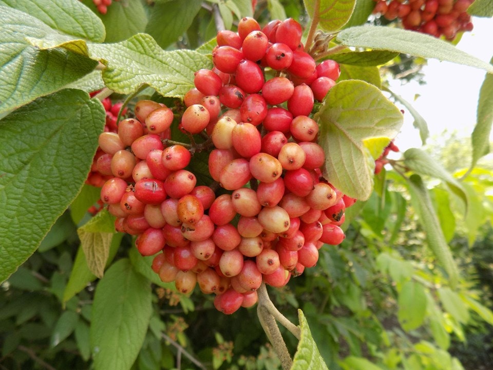 A cluster of red berries on a branch surrounded by green leaves.