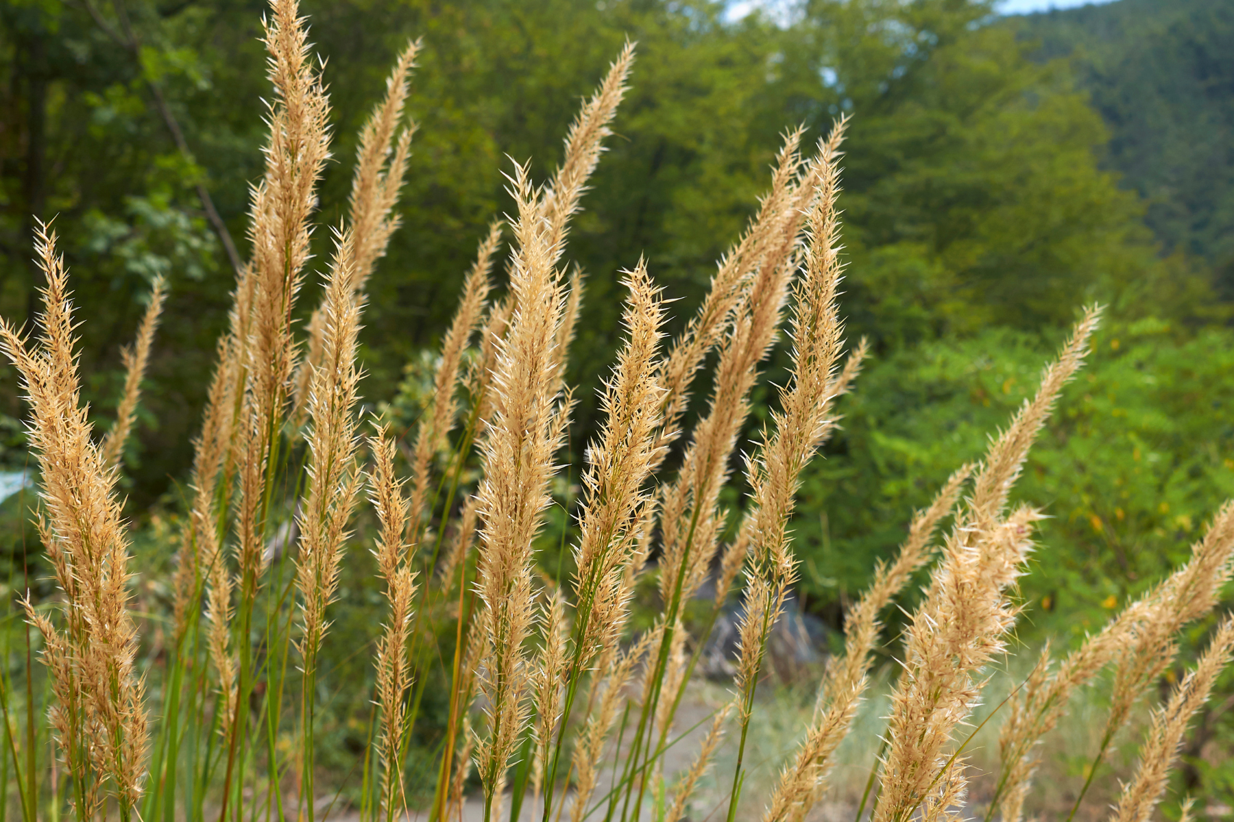 Tall grasses with fluffy tops in a natural outdoor setting with trees in the background.