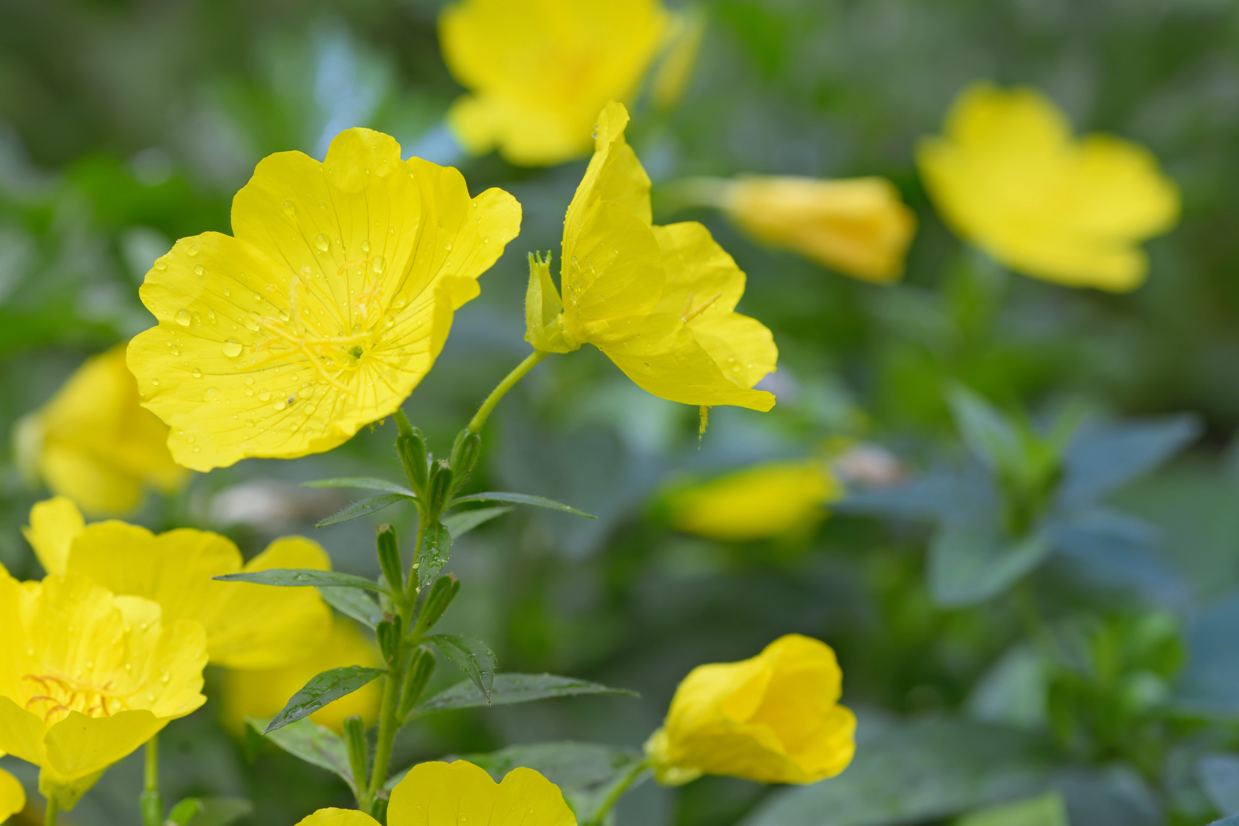 Yellow flowers with droplets, surrounded by green leaves.