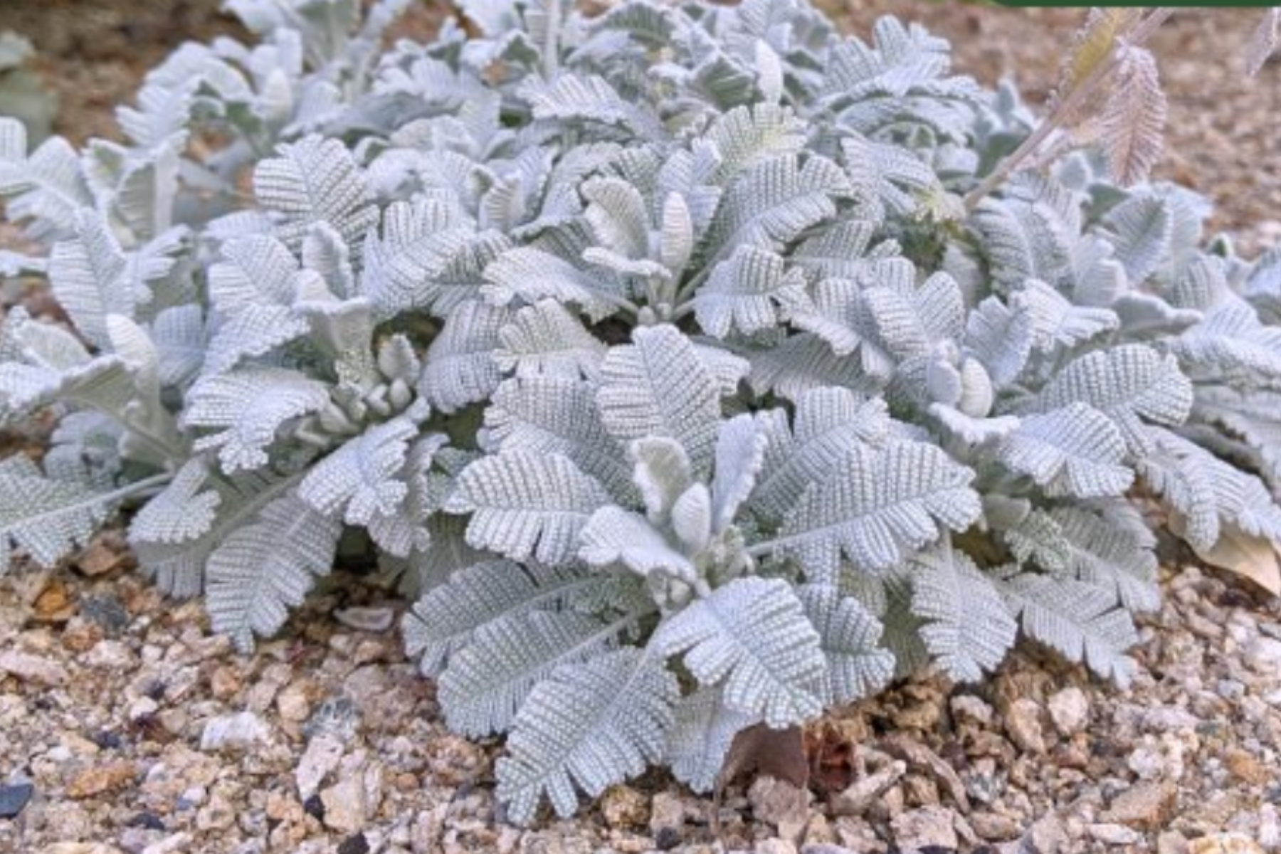 Silvery-white, textured leaves of a dusty miller plant on rocky soil.