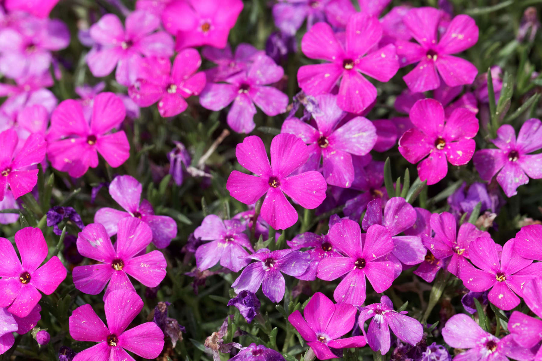 A cluster of vibrant pink and purple flowers with green leaves.