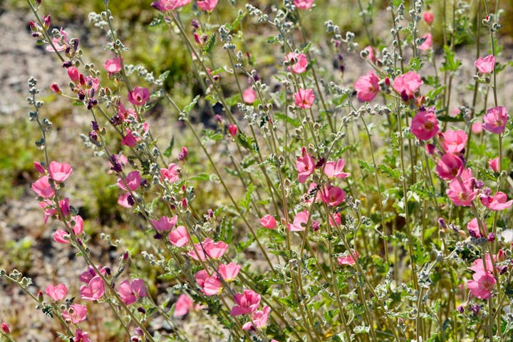 Pink wildflowers with green stems and leaves in a natural setting.
