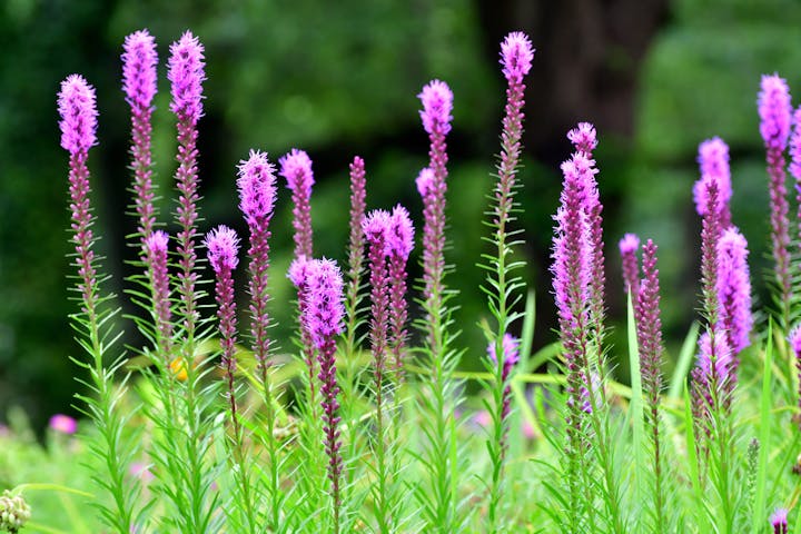 Tall, purple flowers with green stems set against a blurred green background.