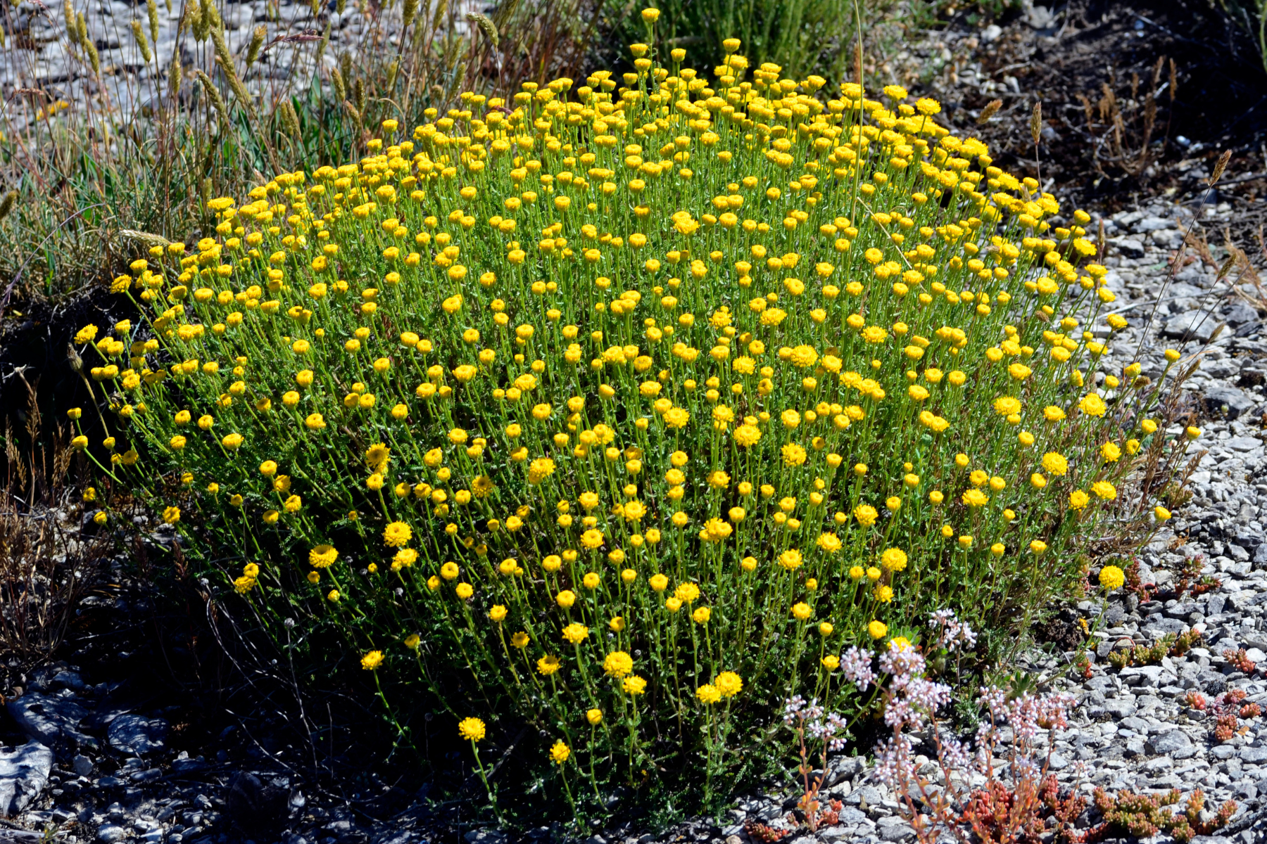 A dense cluster of small yellow flowers with green stems growing in a rocky garden setting.