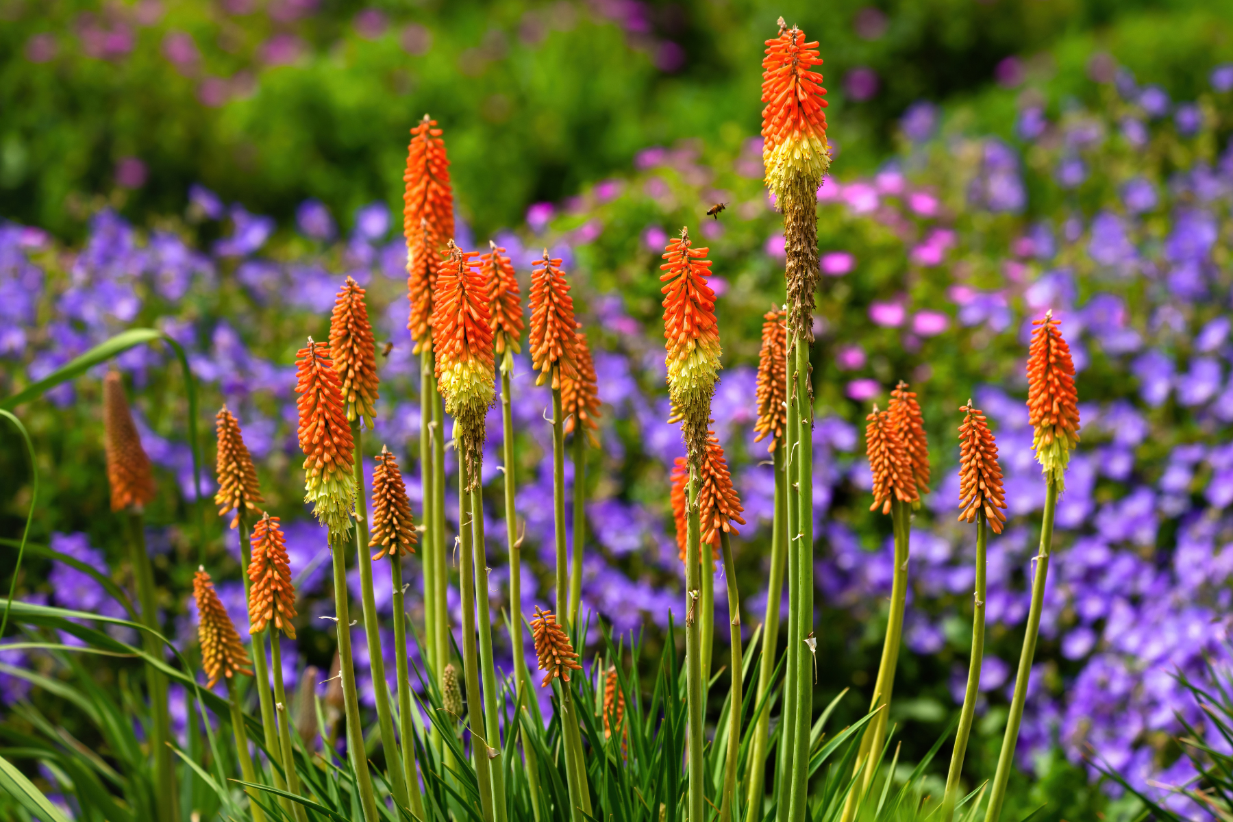 Orange and yellow flowers with tall stems amid green foliage and purple flowers in the background.